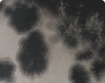 h000_skin010_thumbnail.png